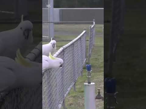 Crafty cockatoos learn to use public drinking fountains🚰🪽