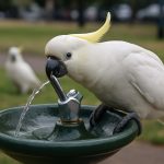 Sydney’s Genius Cockatoos Are Hacking City Drinking Fountains—And Teaching Each Other How